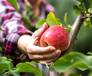 Woman grabbing an apple