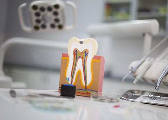 Model of the inside of a healthy tooth not in need of root canal therapy